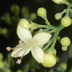 Aegiphila panamensis Moldenke